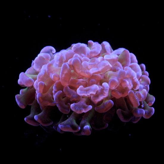 billed af Euphyllia