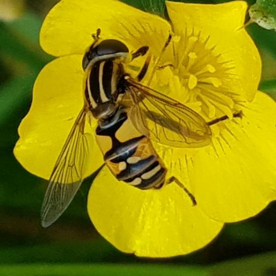 billede af bi i blomst