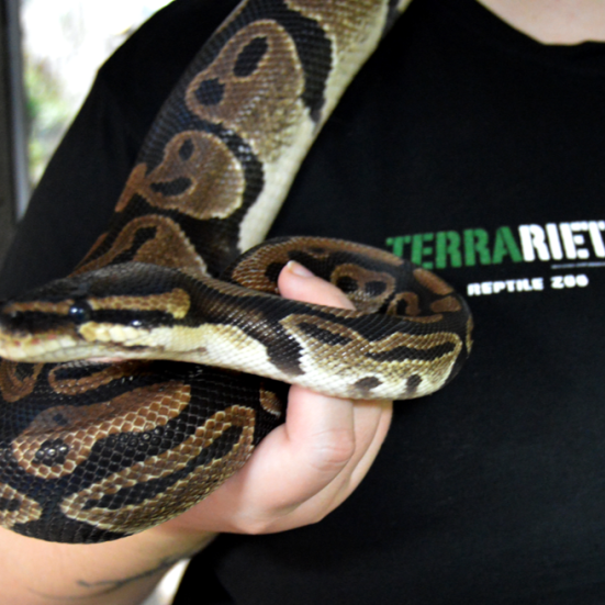 Billede af plakat med slange for terrariet