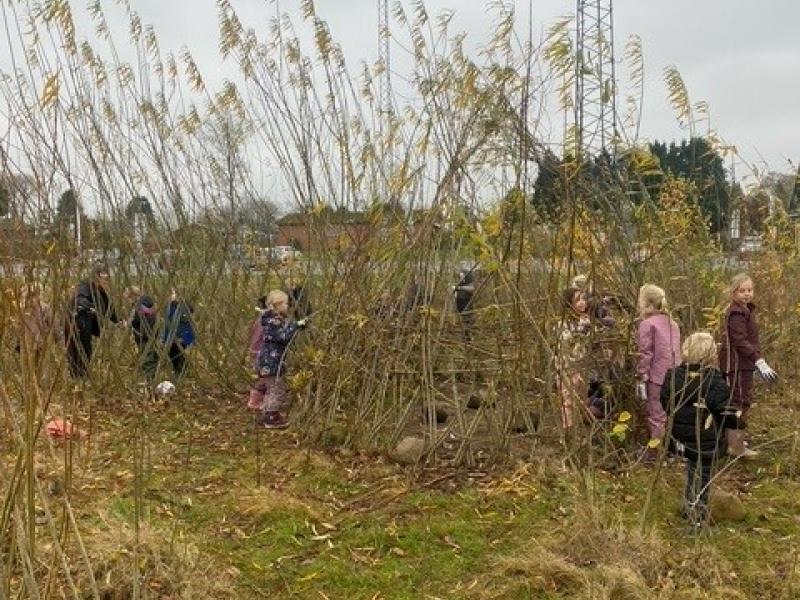 Billede af mikroskov