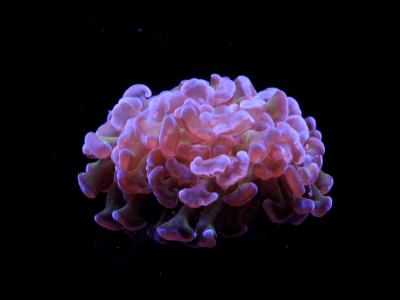 billed af Euphyllia