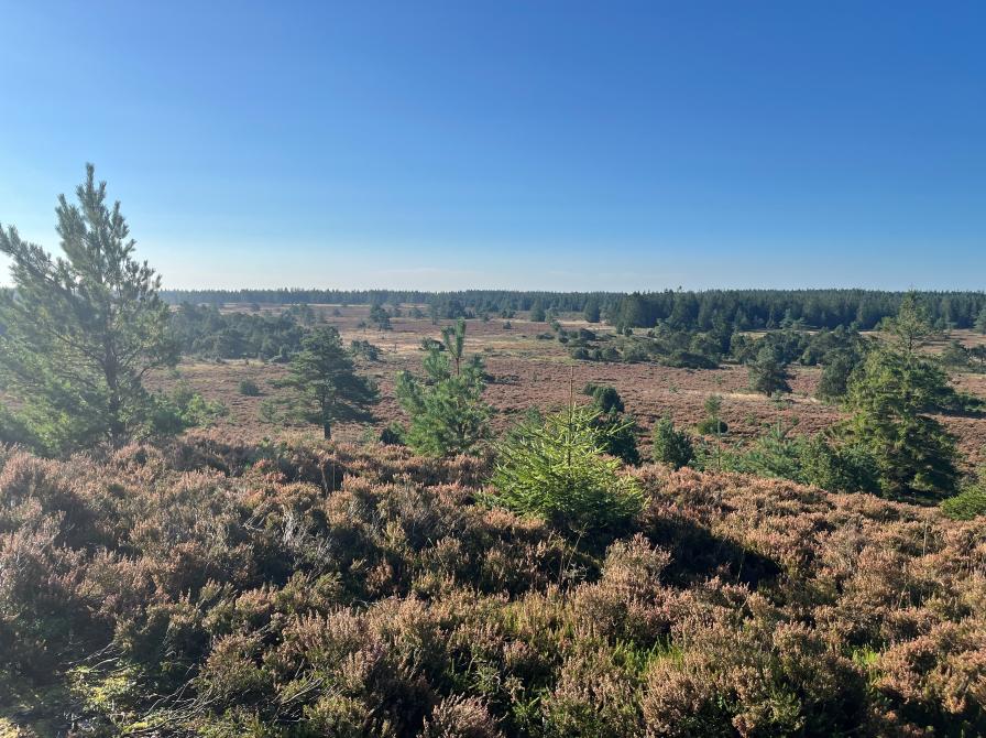 Udsigt over Harrild Hede en solrig dag
