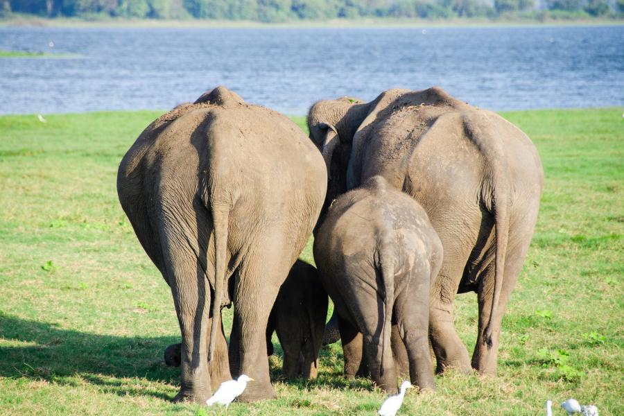 Tre elefanter set bagfra