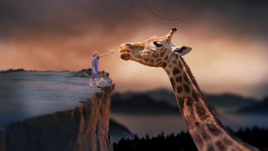 Billedet forestiller en lille dreng, der står på en klippesats og fodrer en meget stor giraf.