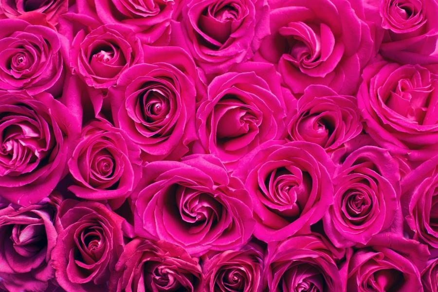 Billedet viser en masse pink roser.